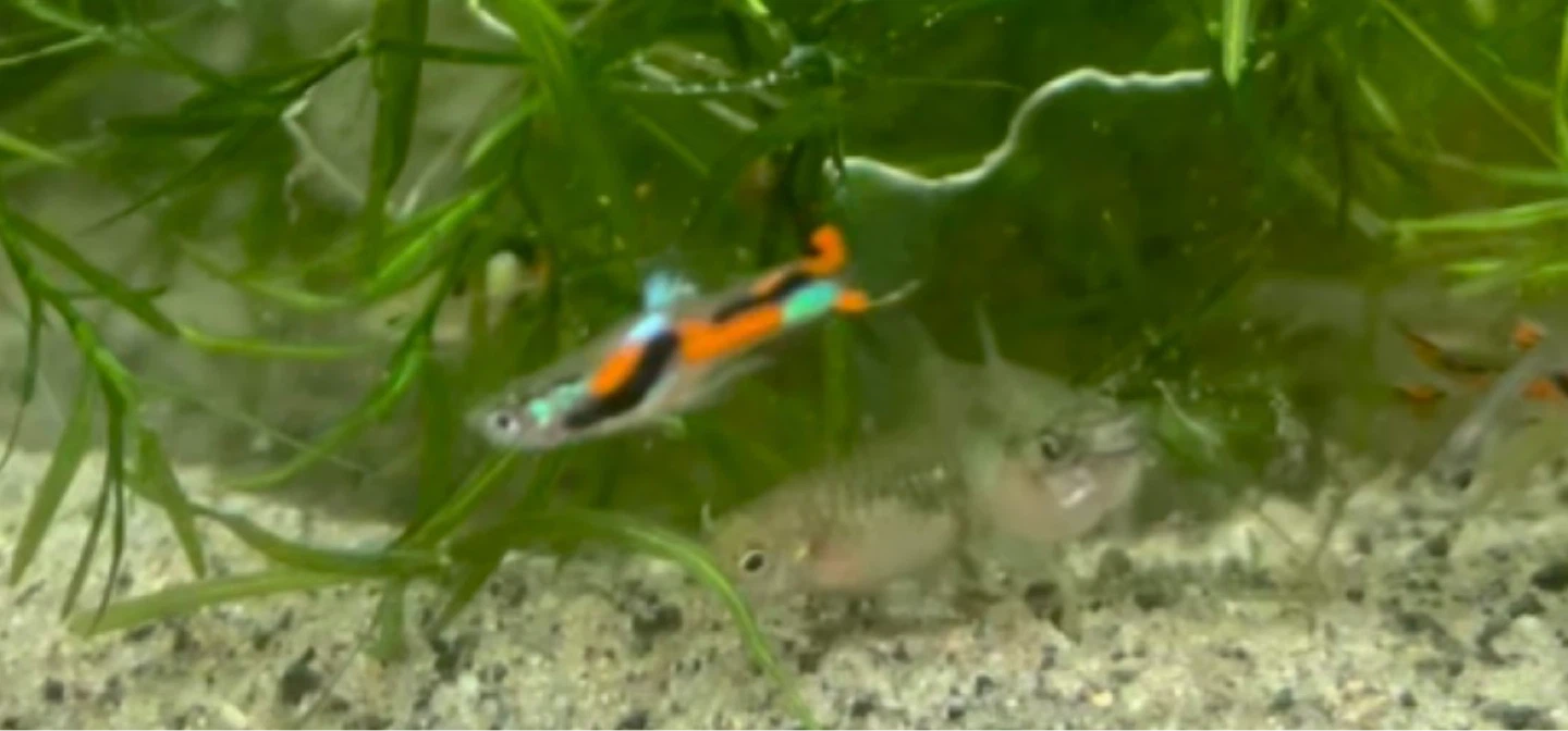 Endler's Livebearers - photo 4