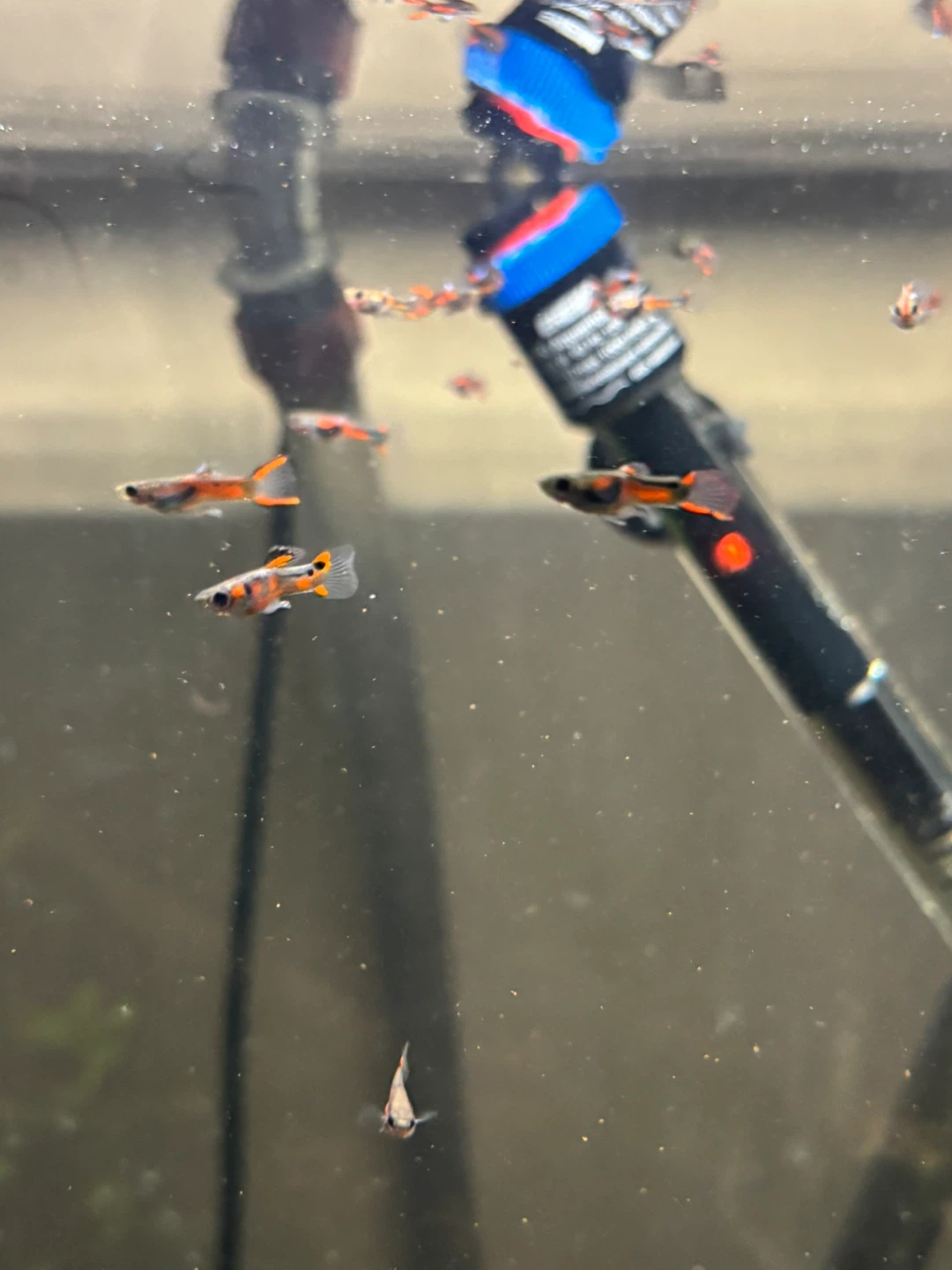 Endler's Livebearers - photo 3