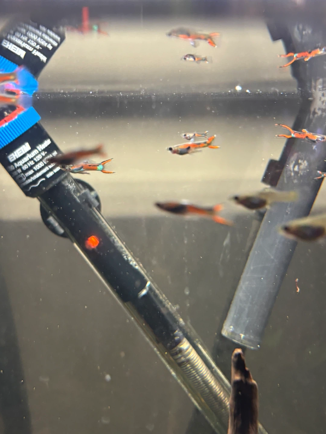 Endler's Livebearers - photo 2