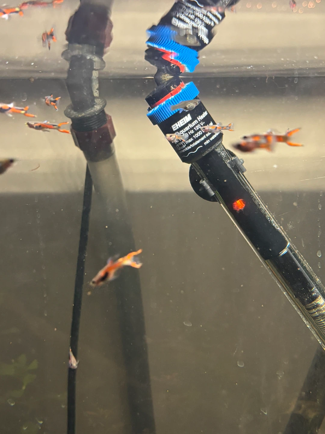Endler's Livebearers