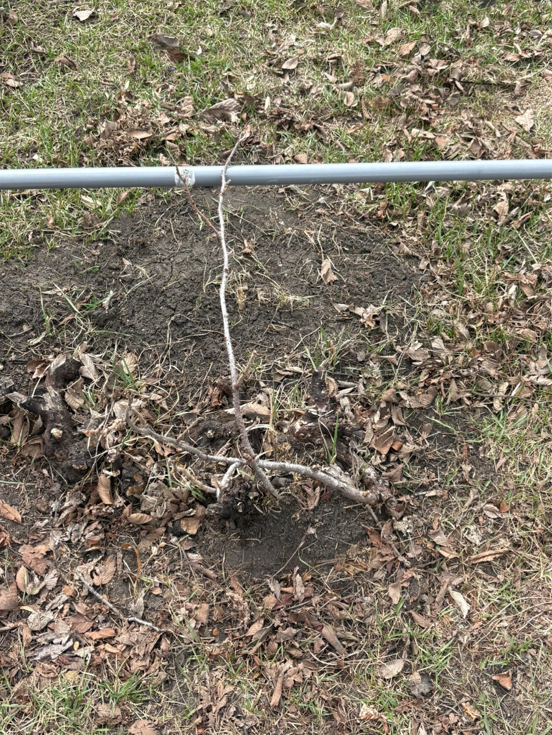 Anyone interested in a FREE rose bush in the Newton area? 🌹