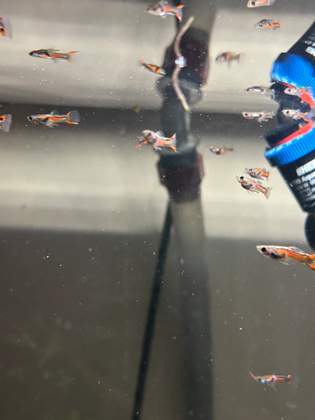 Endler's Livebearers - photo 5