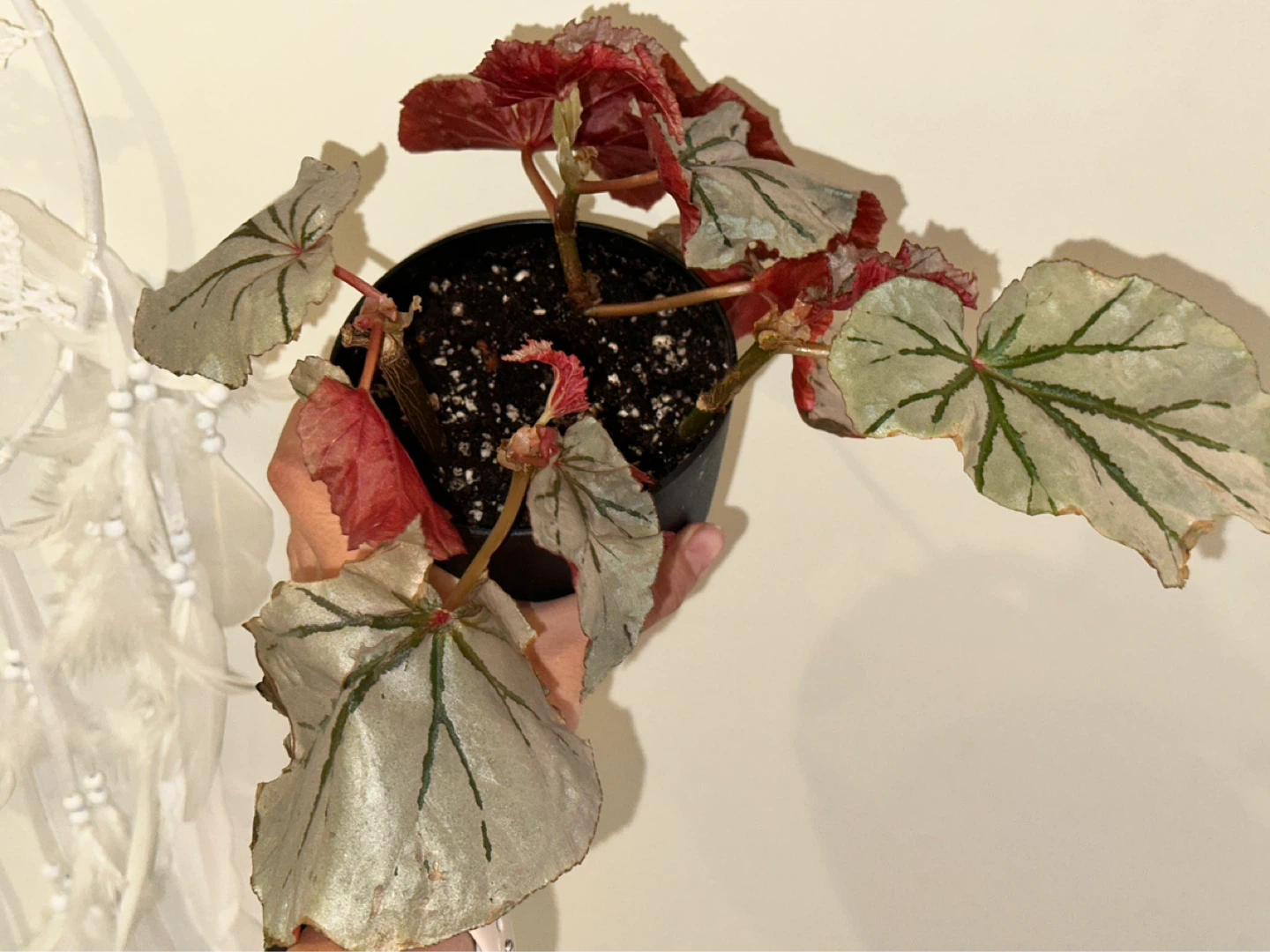 Begonia Looking Glass Plant - photo 2