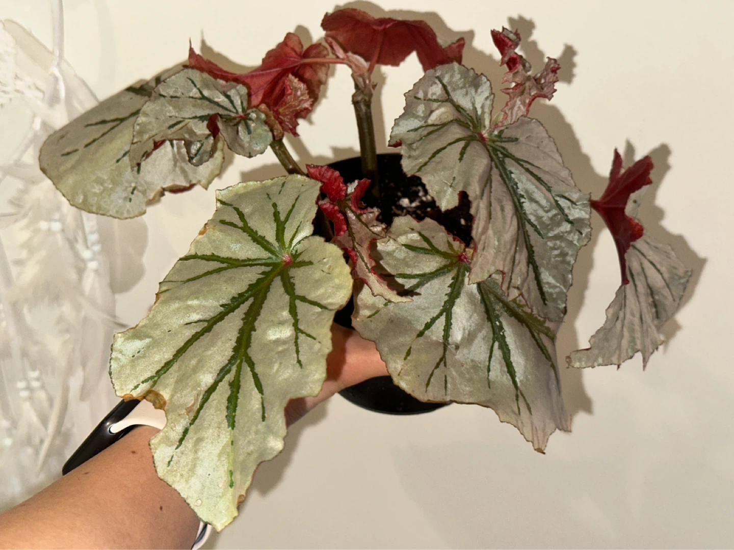 Begonia Looking Glass Plant