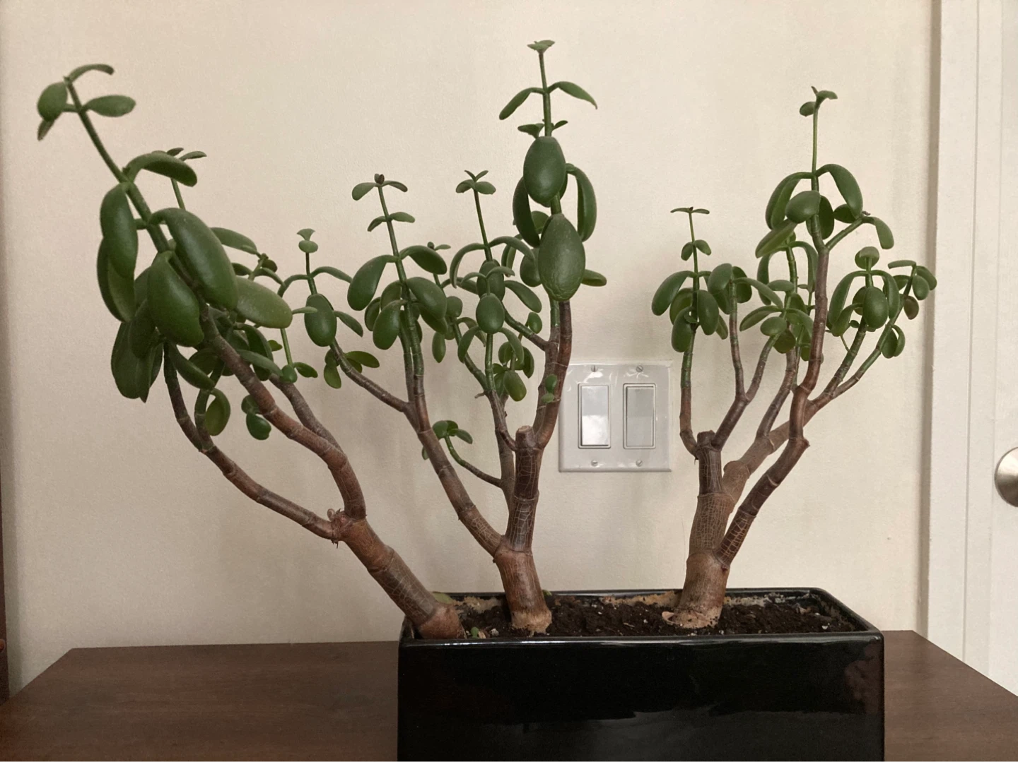 Jade Plant in Black Ceramic Pot