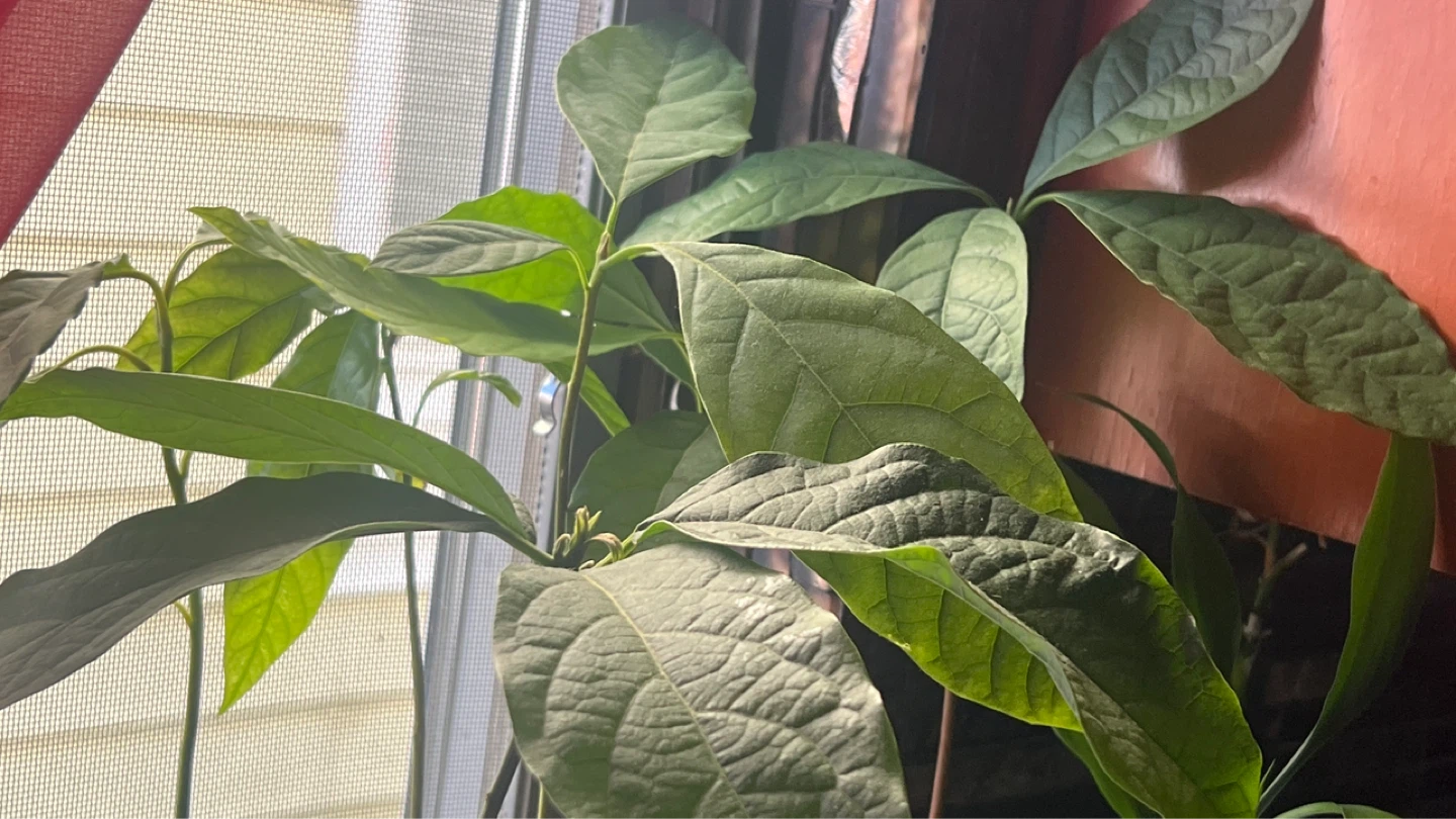 Multiple Avocado Plants Growing in Glass Jars