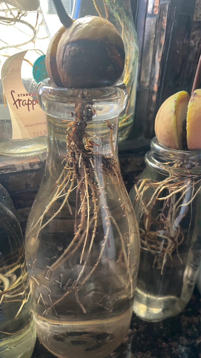 Multiple Avocado Plants Growing in Glass Jars - photo 4