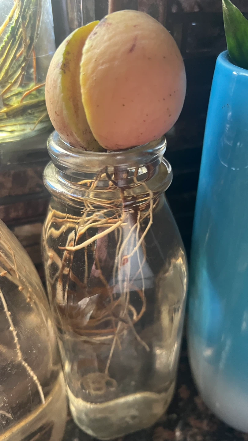 Multiple Avocado Plants Growing in Glass Jars - photo 5