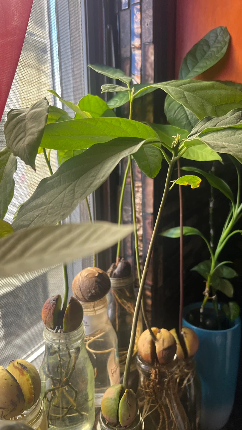 Multiple Avocado Plants Growing in Glass Jars - photo 3