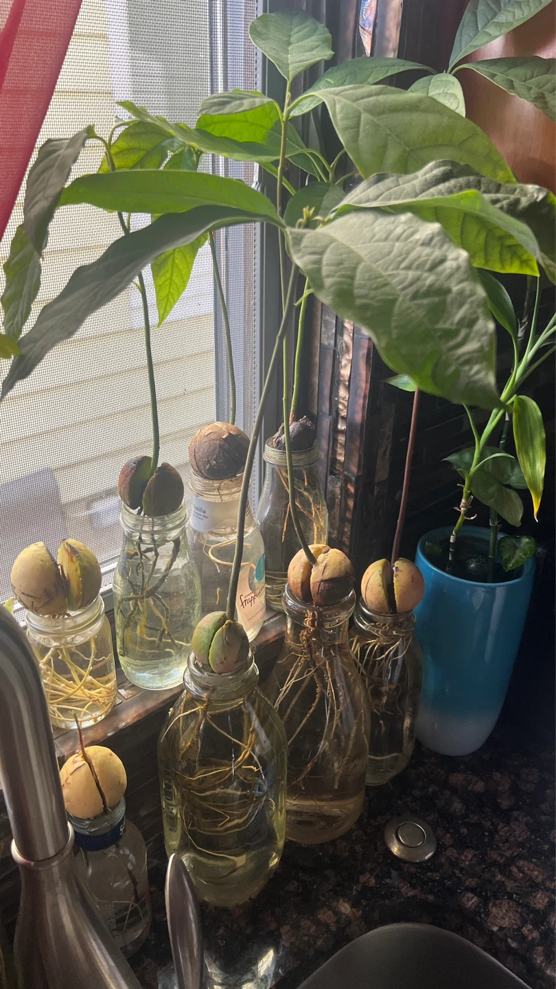 Multiple Avocado Plants Growing in Glass Jars - photo 2