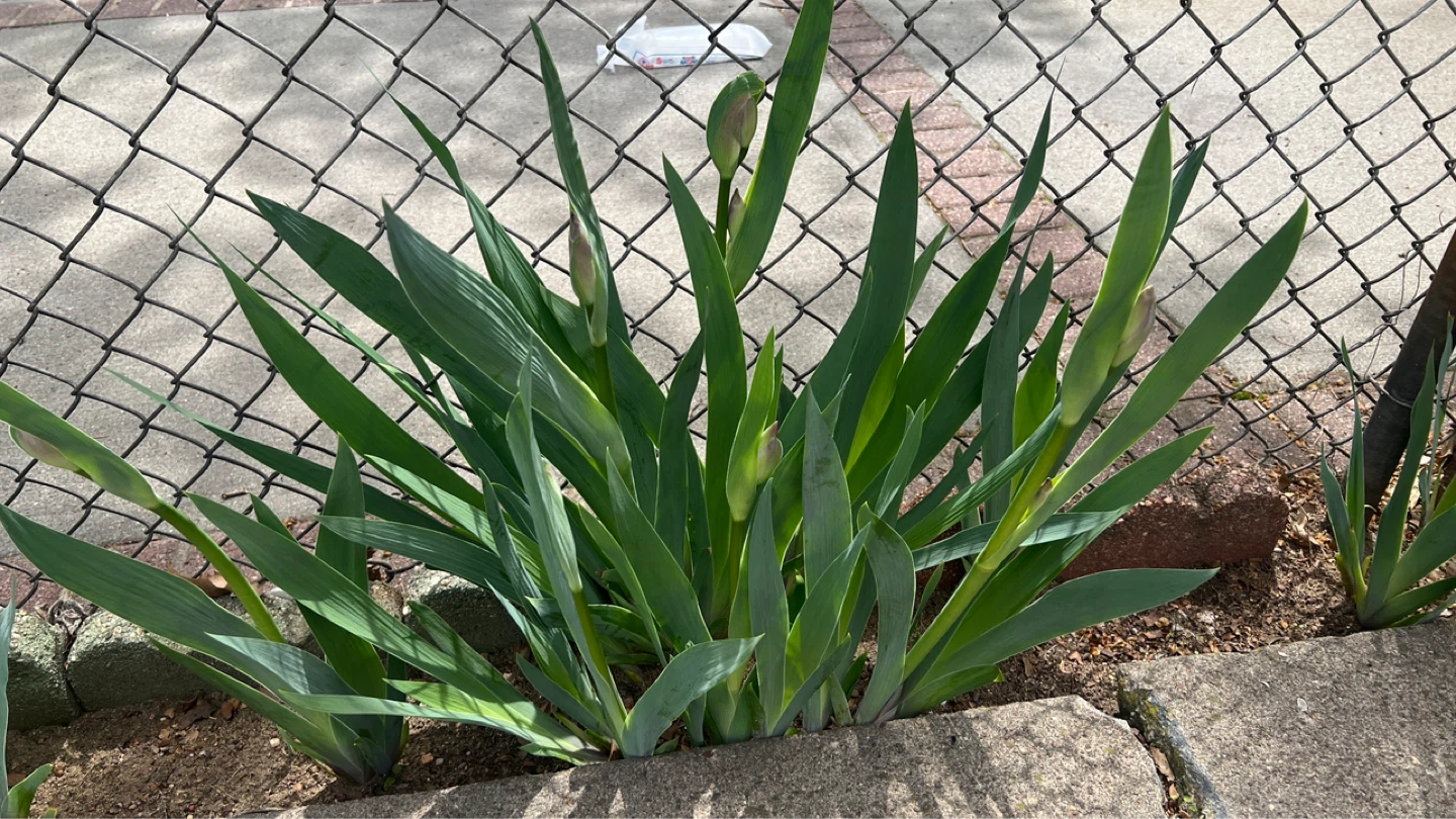 Purple Iris Plant with Buds - photo 4