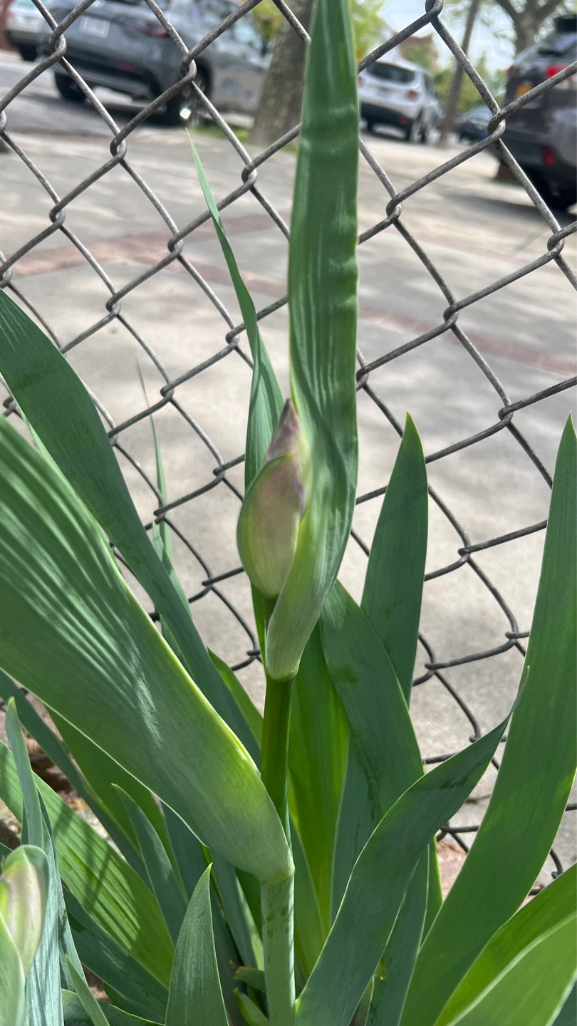 Purple Iris Plant with Buds - photo 2