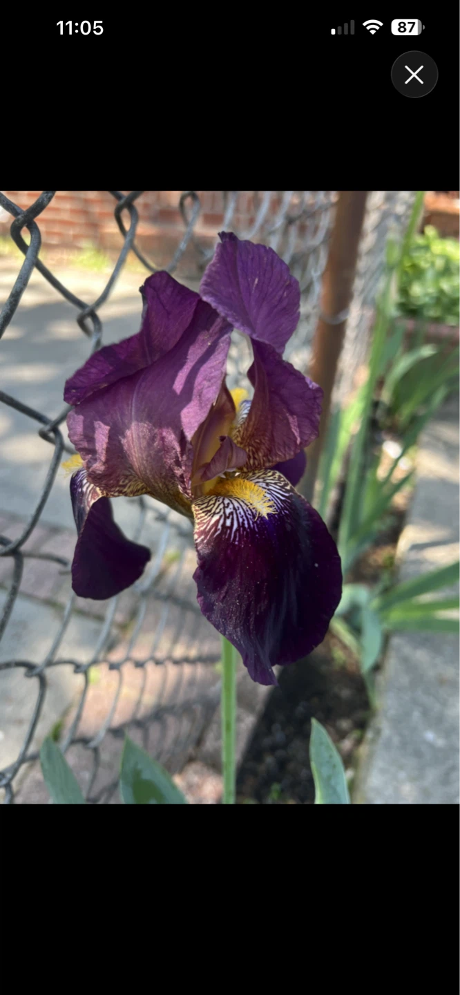 Purple Iris Plant with Buds