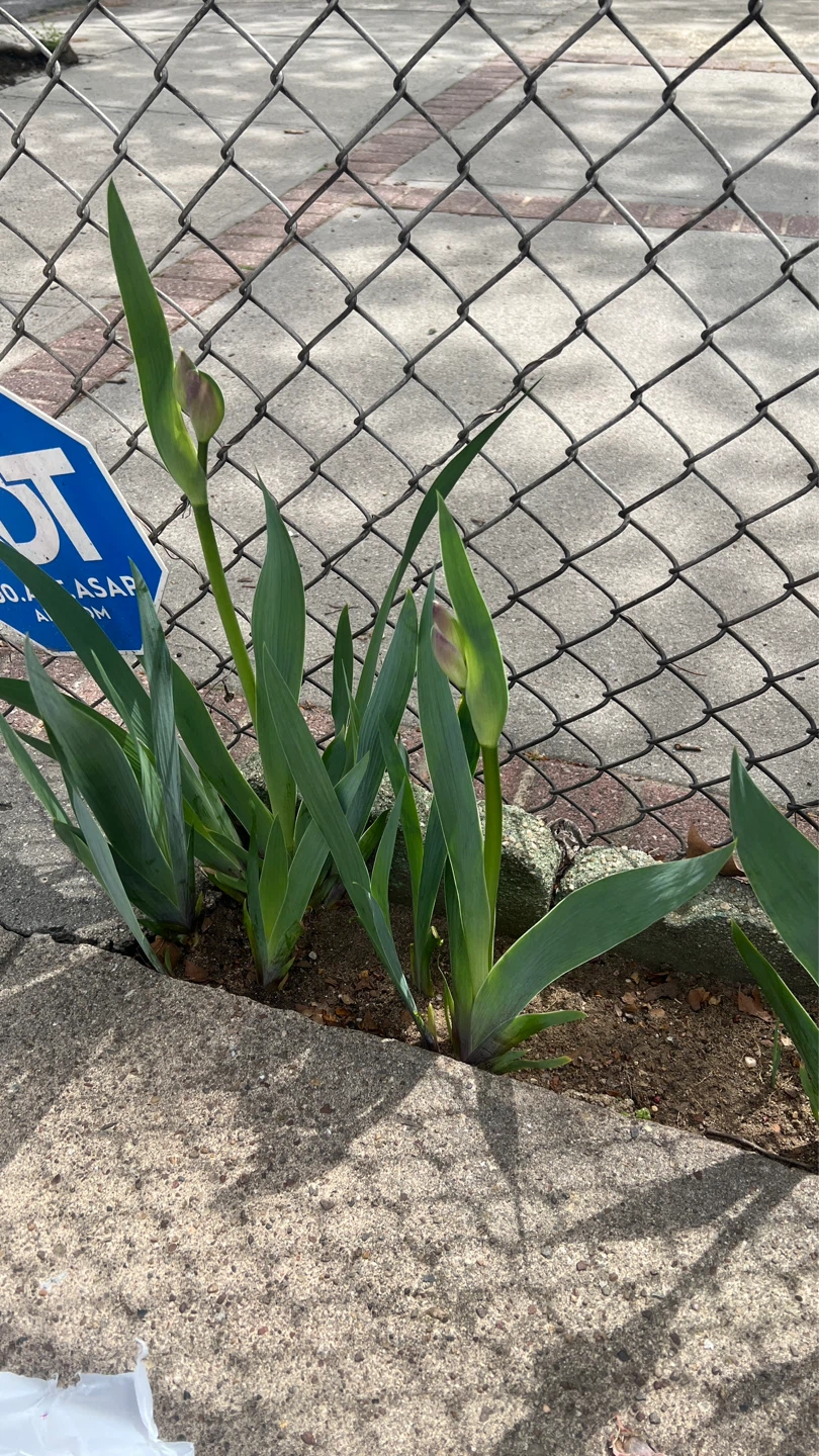 Purple Iris Plant with Buds - photo 3