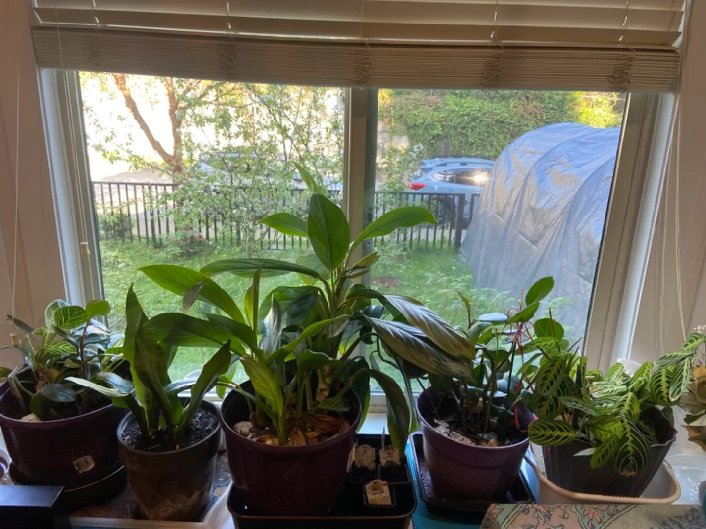 Plants pot