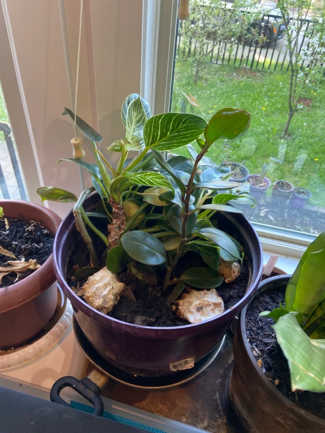 Plants pot - photo 4