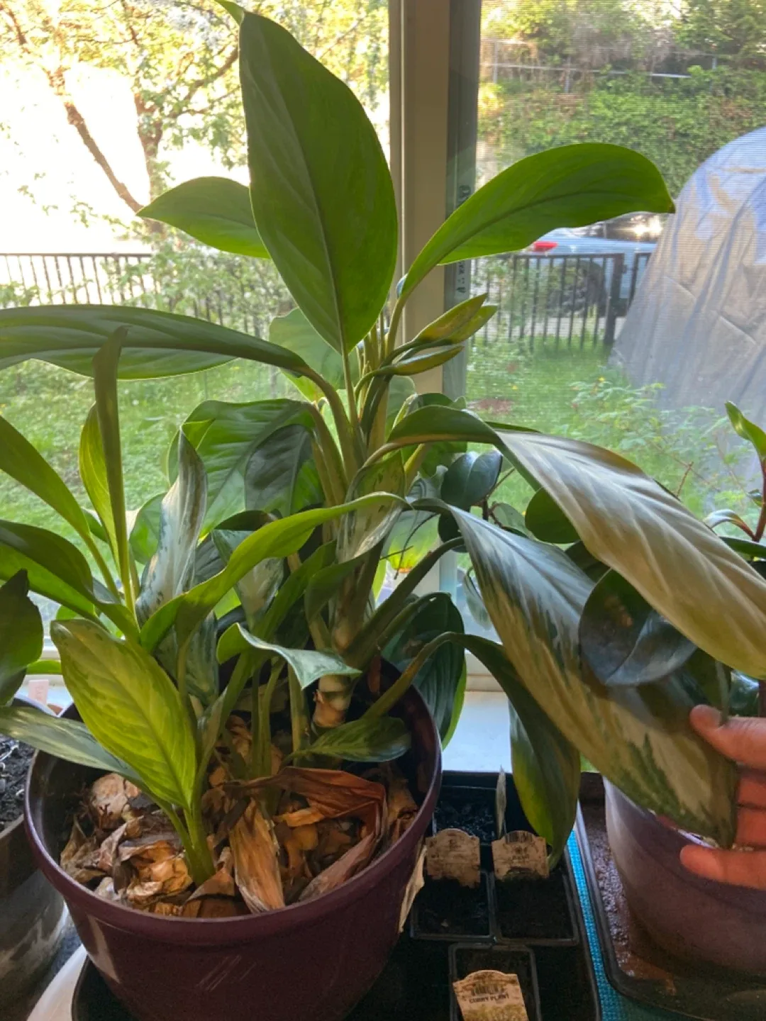 Plants pot - photo 2