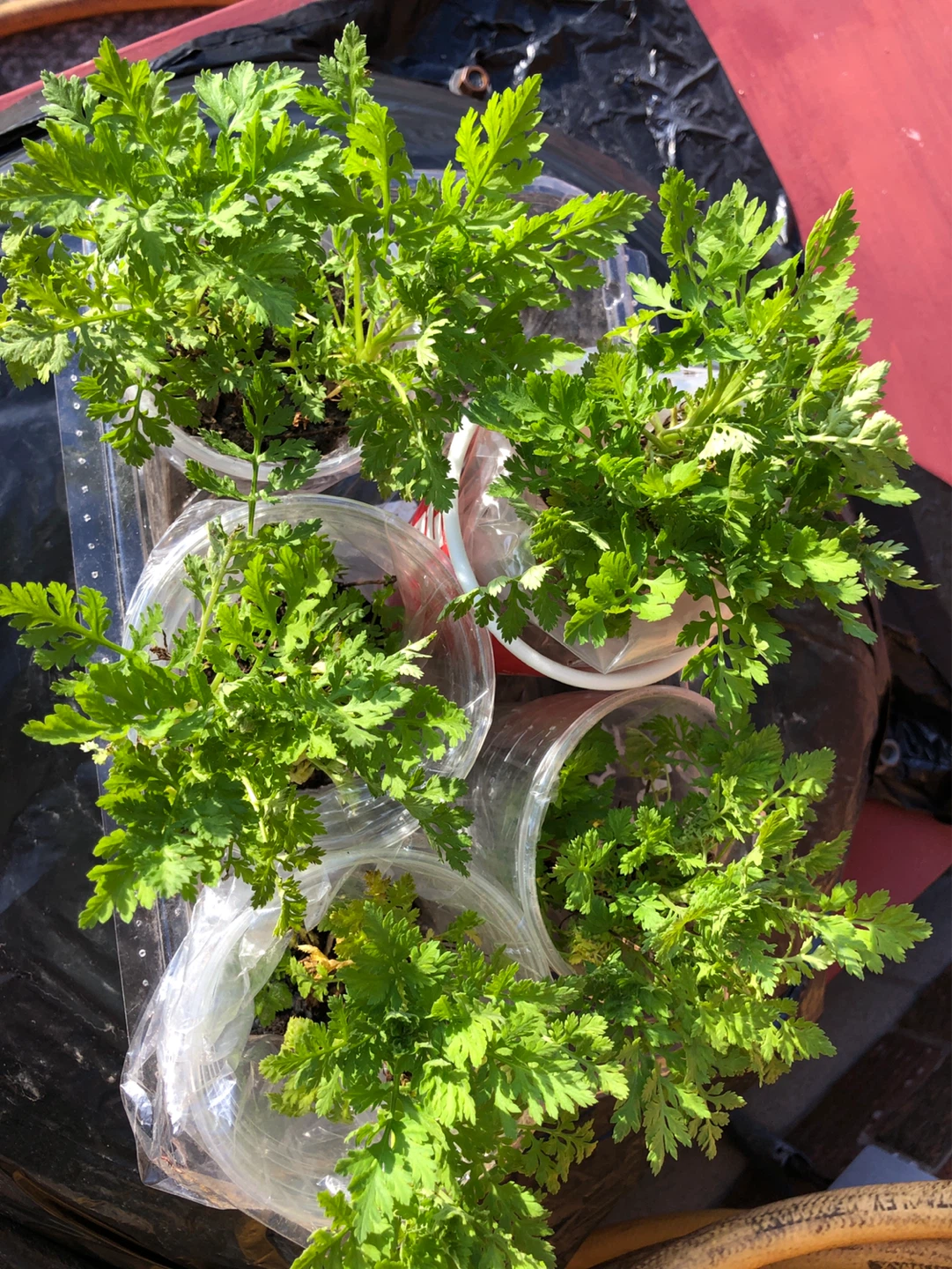 2 Perennials Feverfew plants for $5 - photo 3