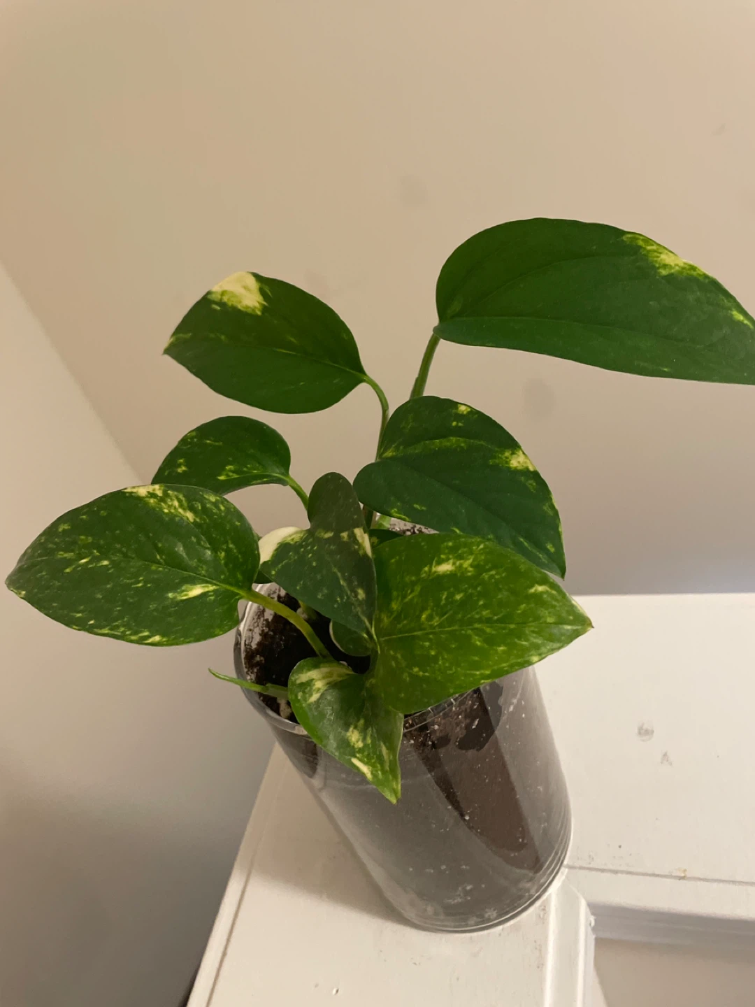 Pothos Plant in Clear glass Pot - photo 2