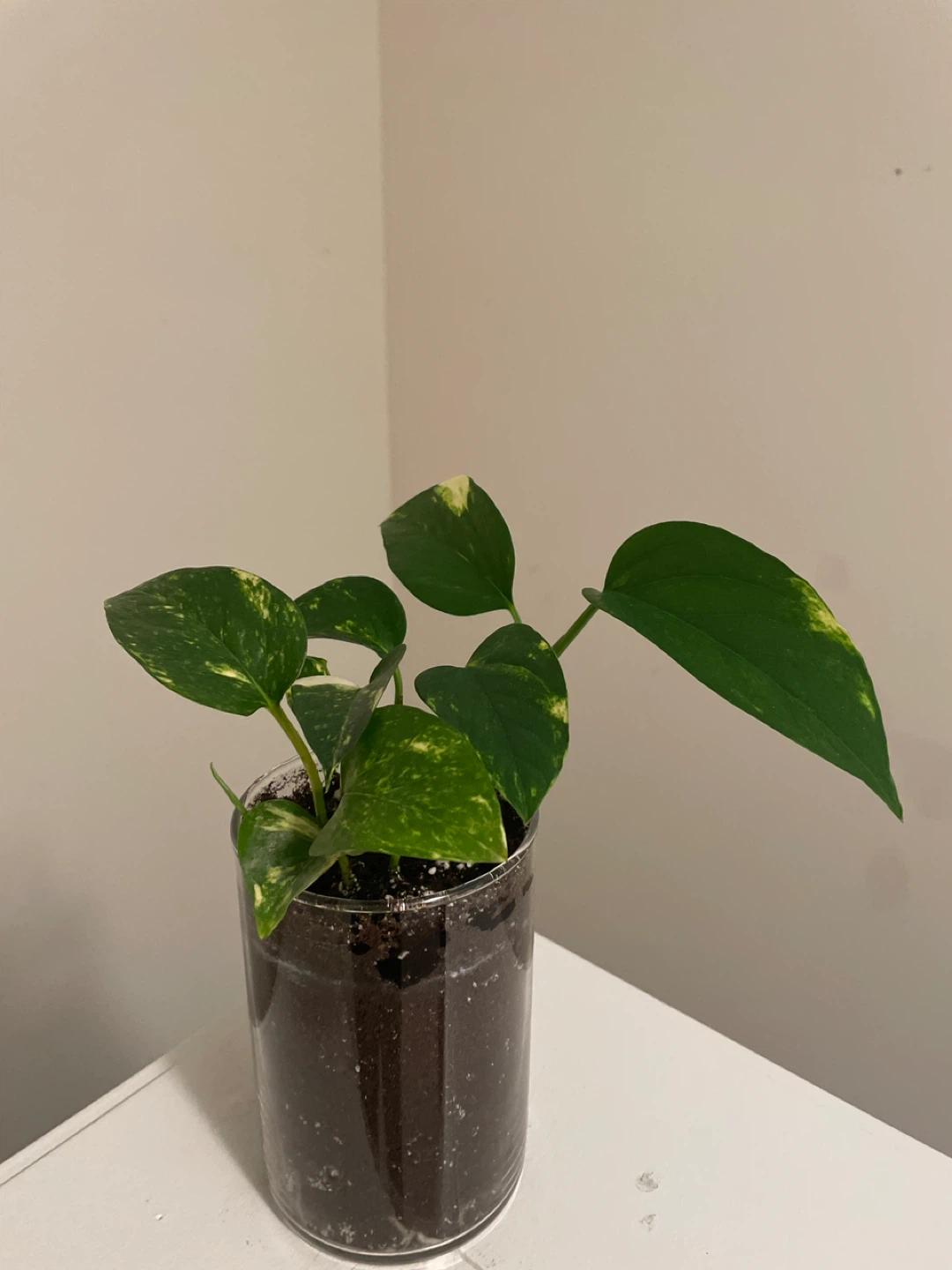 Pothos Plant in Clear glass Pot