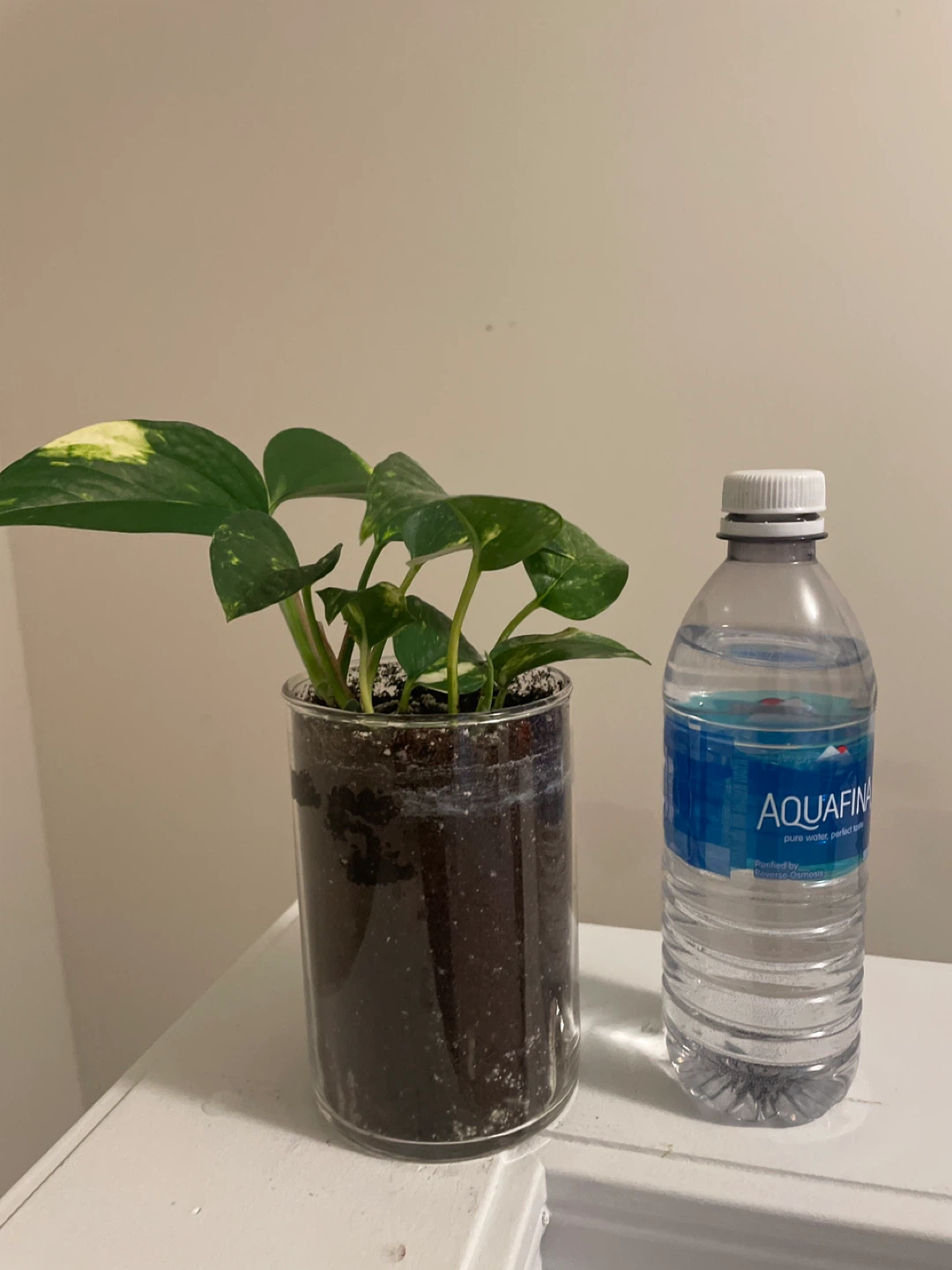 Pothos Plant in Clear glass Pot - photo 4
