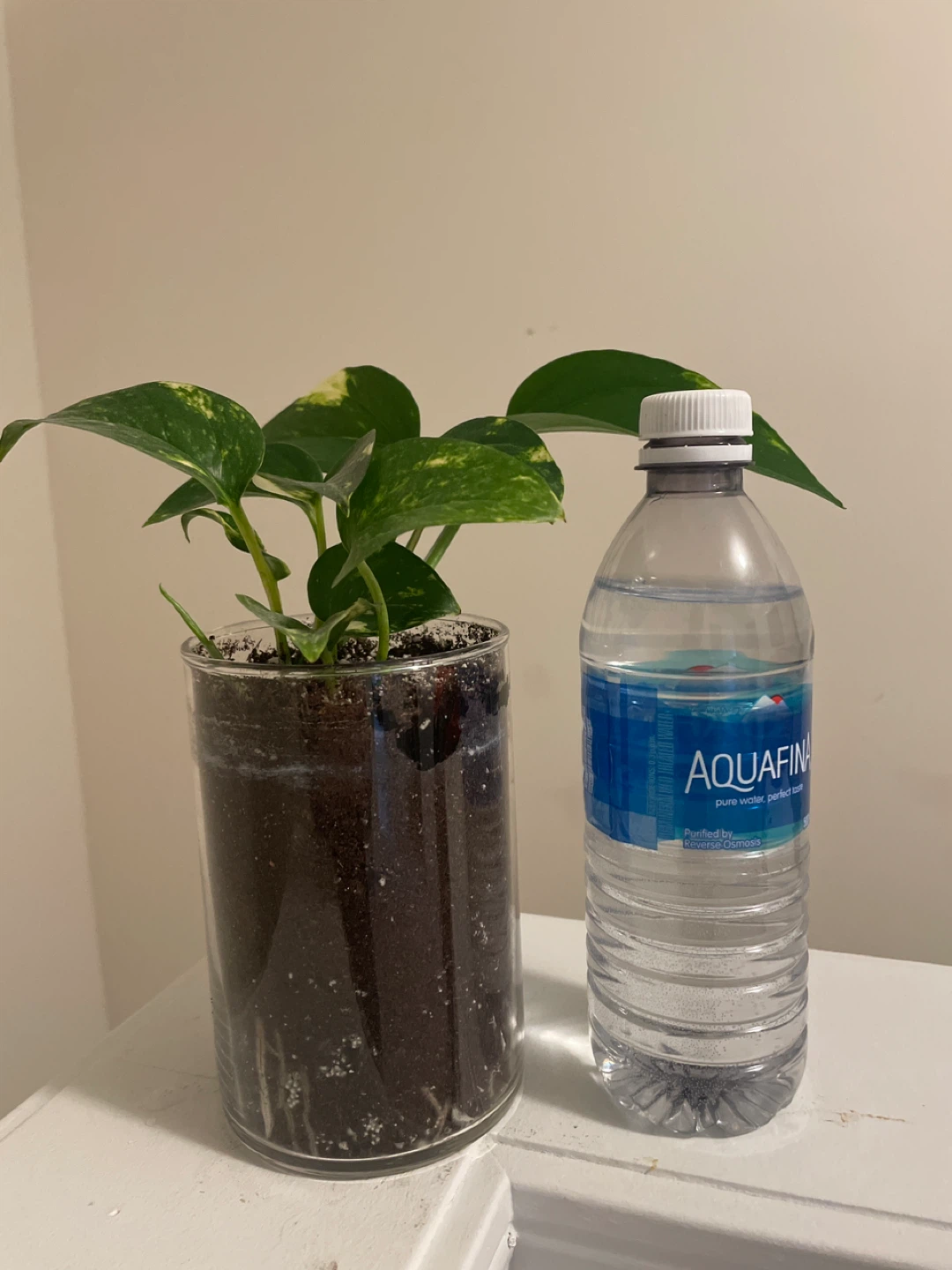 Pothos Plant in Clear glass Pot - photo 3