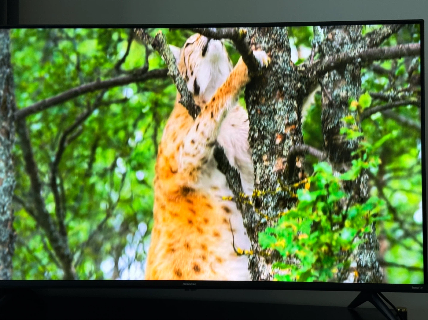 Hisense 43" Roku TV UHD 4K - photo 3