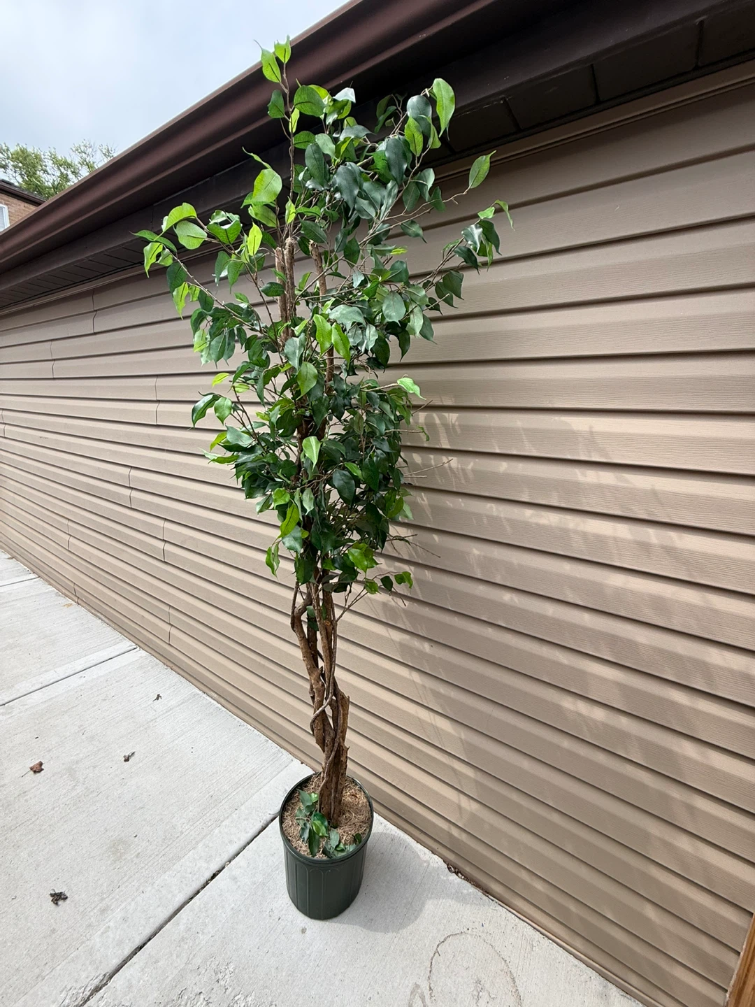 Artificial Fiddle Leaf Fig Tree - photo 3