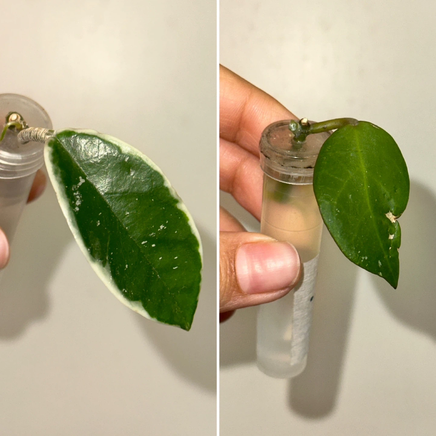 Hoya Plant Rooted Bundle x2