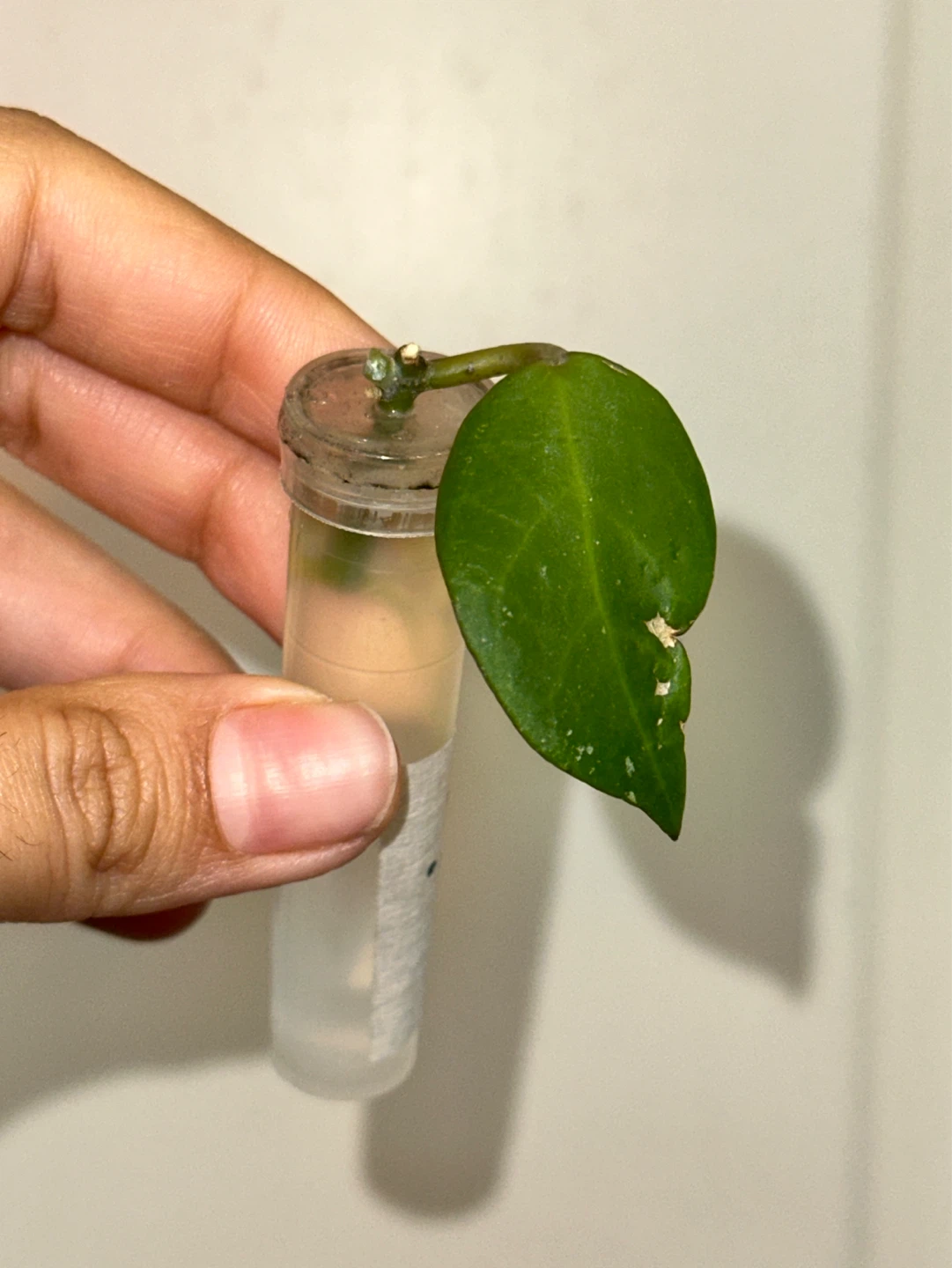 Hoya Plant Rooted Bundle x2 - photo 3