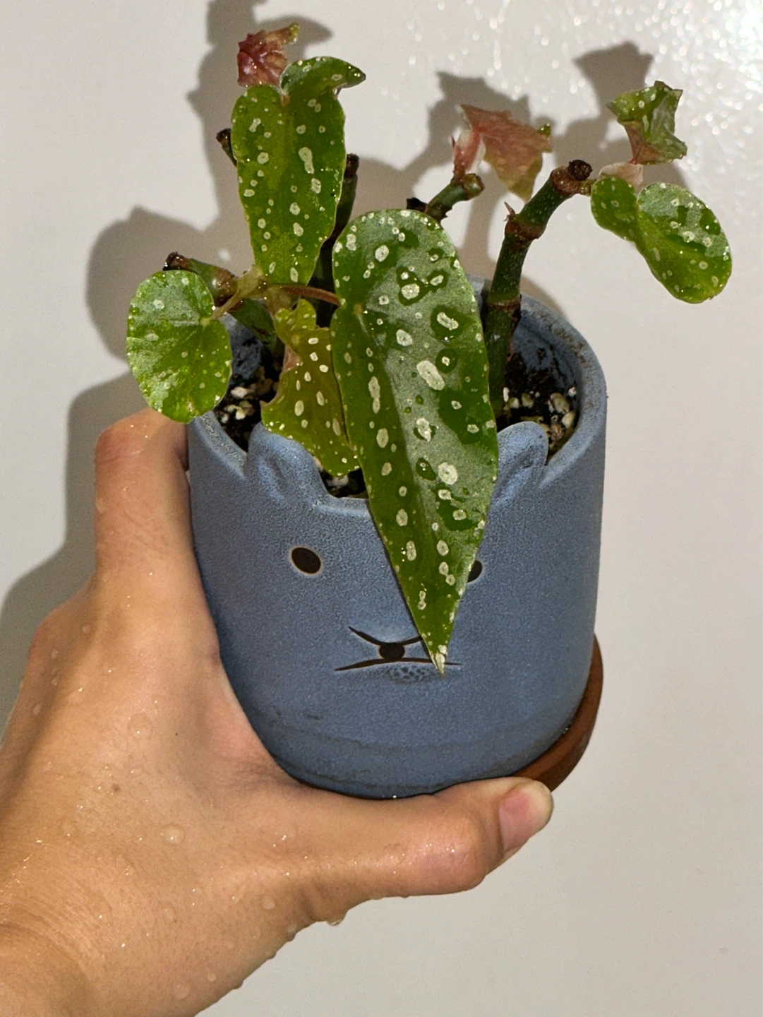 Begonia Maculata Plant - photo 3