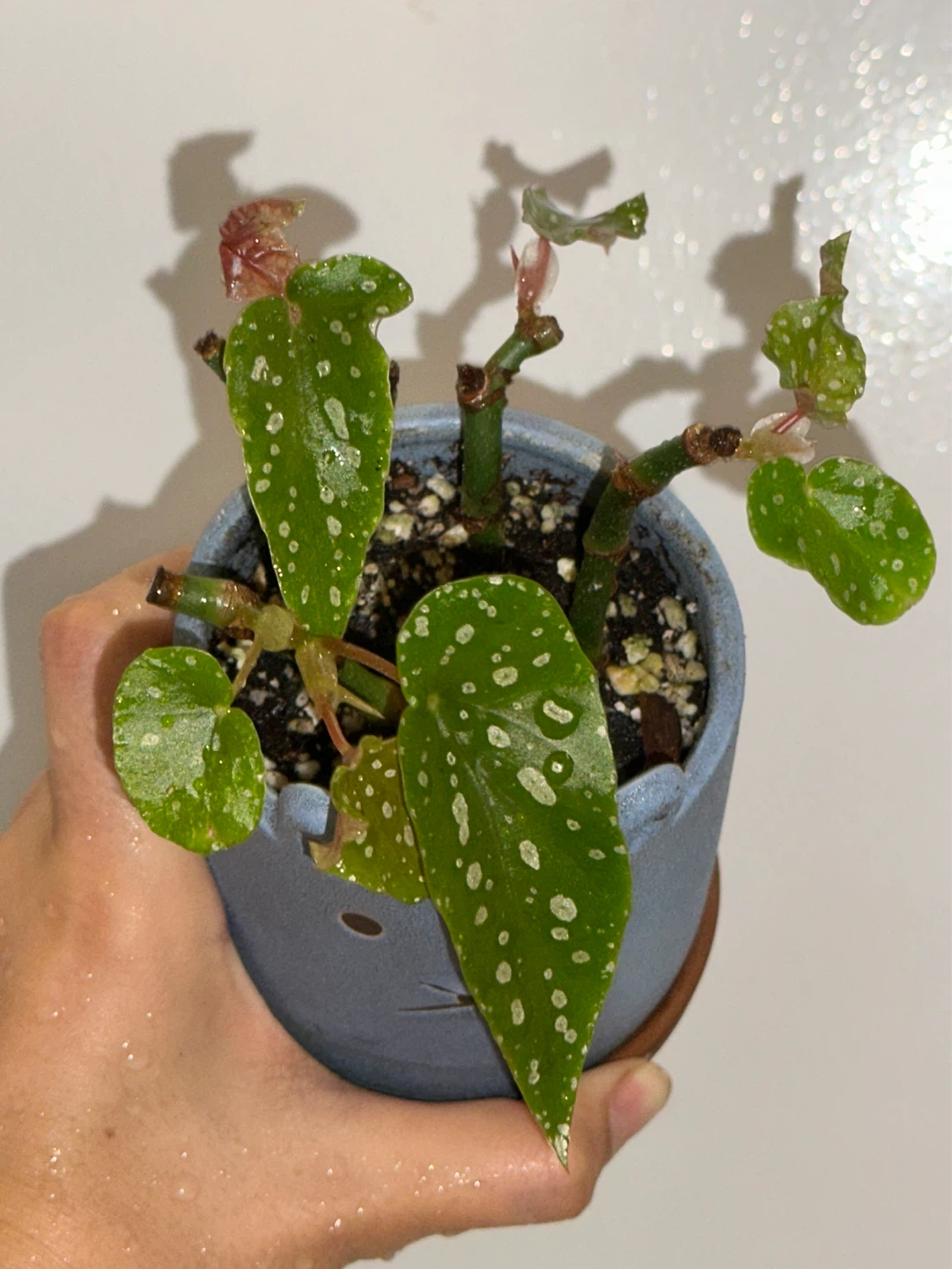 Begonia Maculata Plant