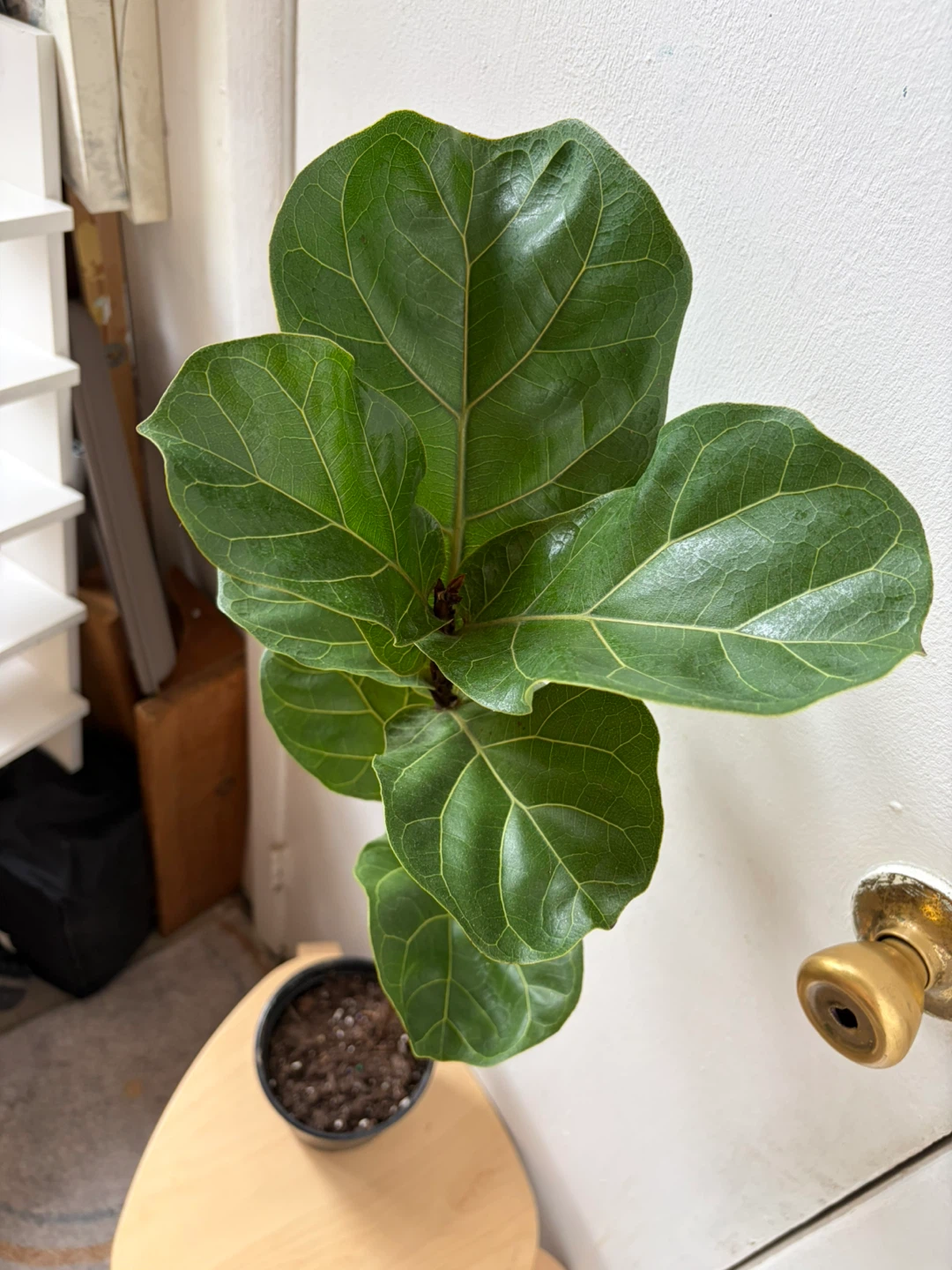 Ficus Lyrata - photo 4