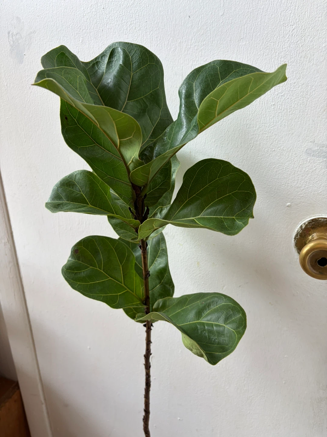 Ficus Lyrata - photo 3