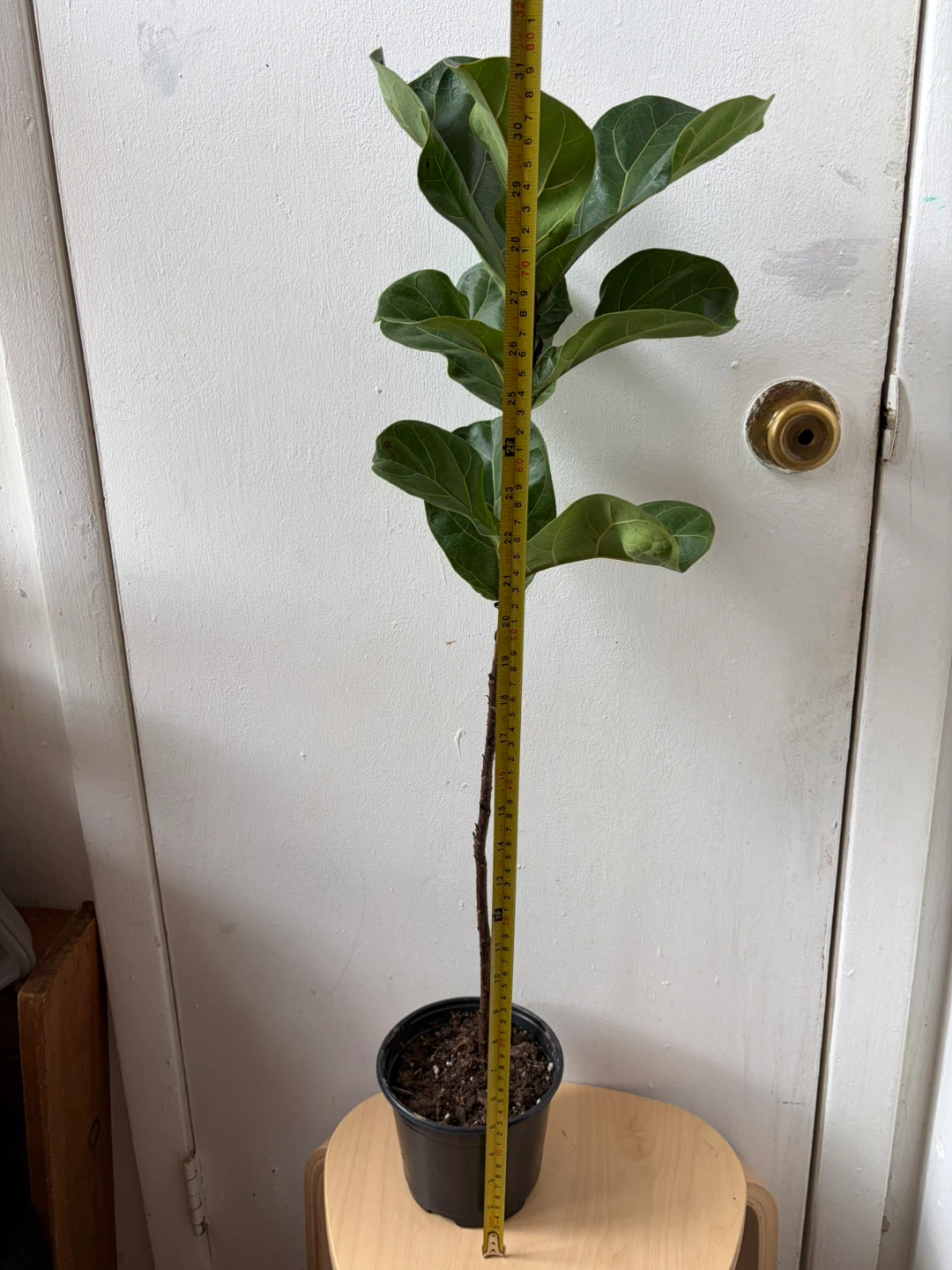 Ficus Lyrata - photo 2