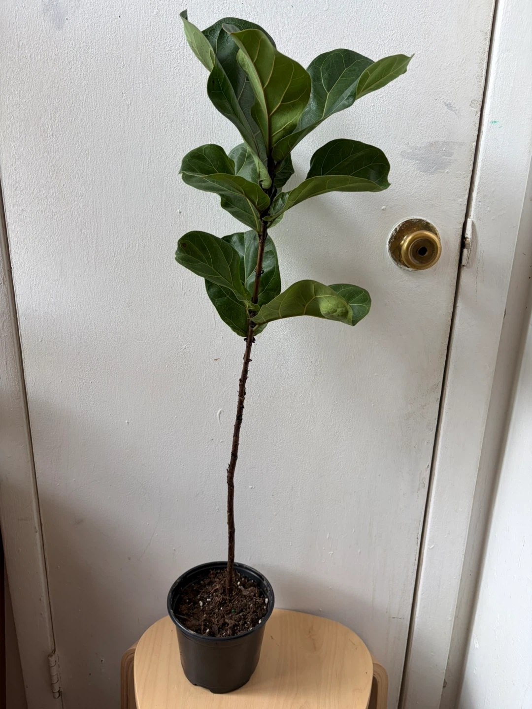 Ficus Lyrata