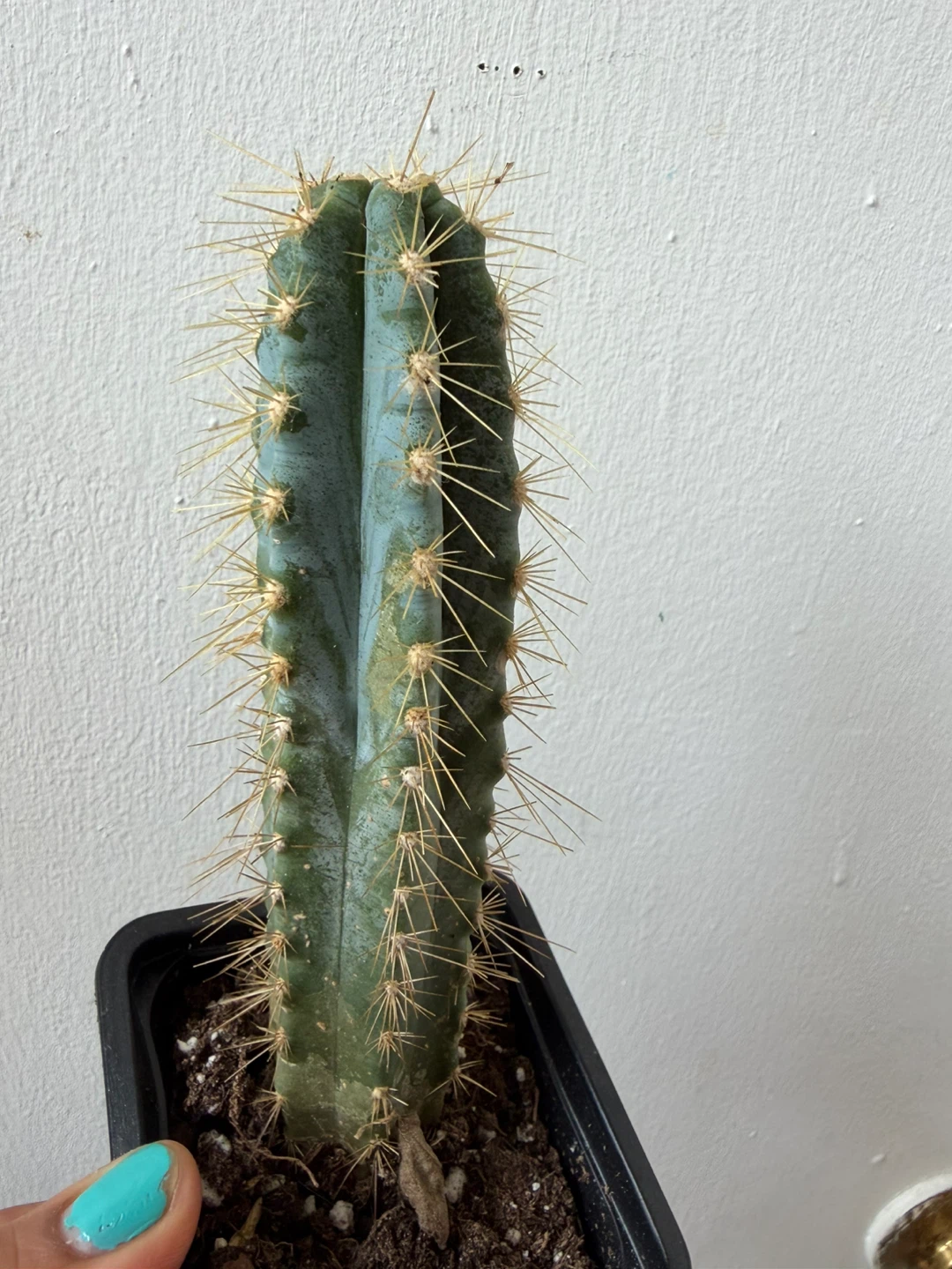 Cactus - photo 2