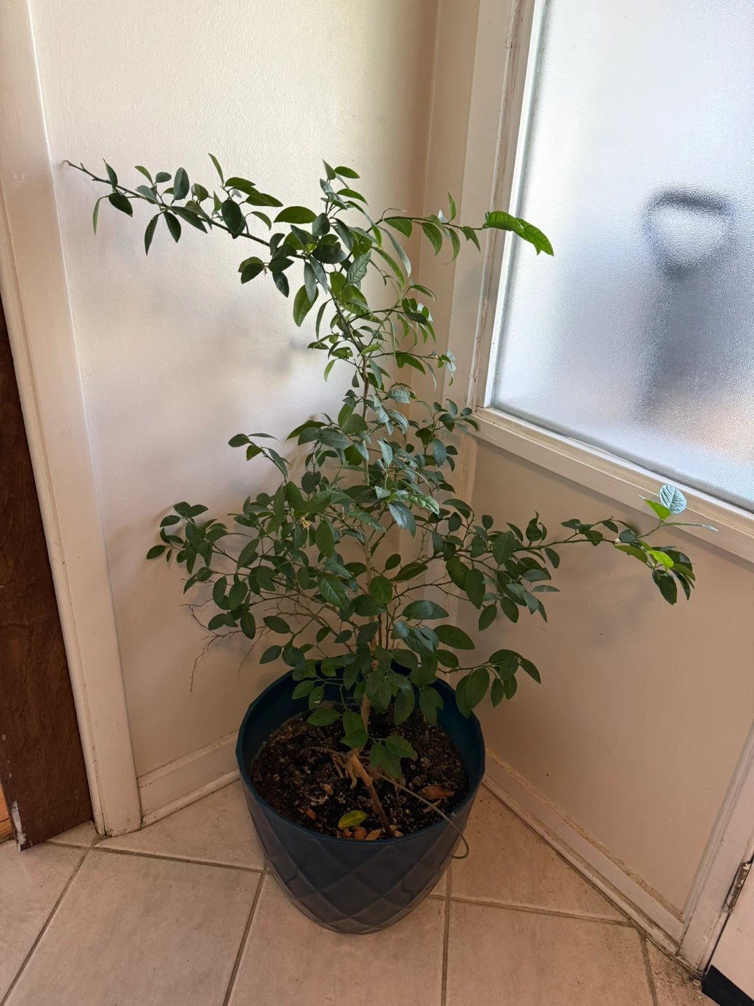 Lemon tree