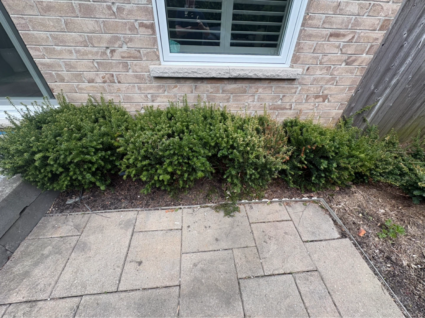Yew Shrubs for Landscaping