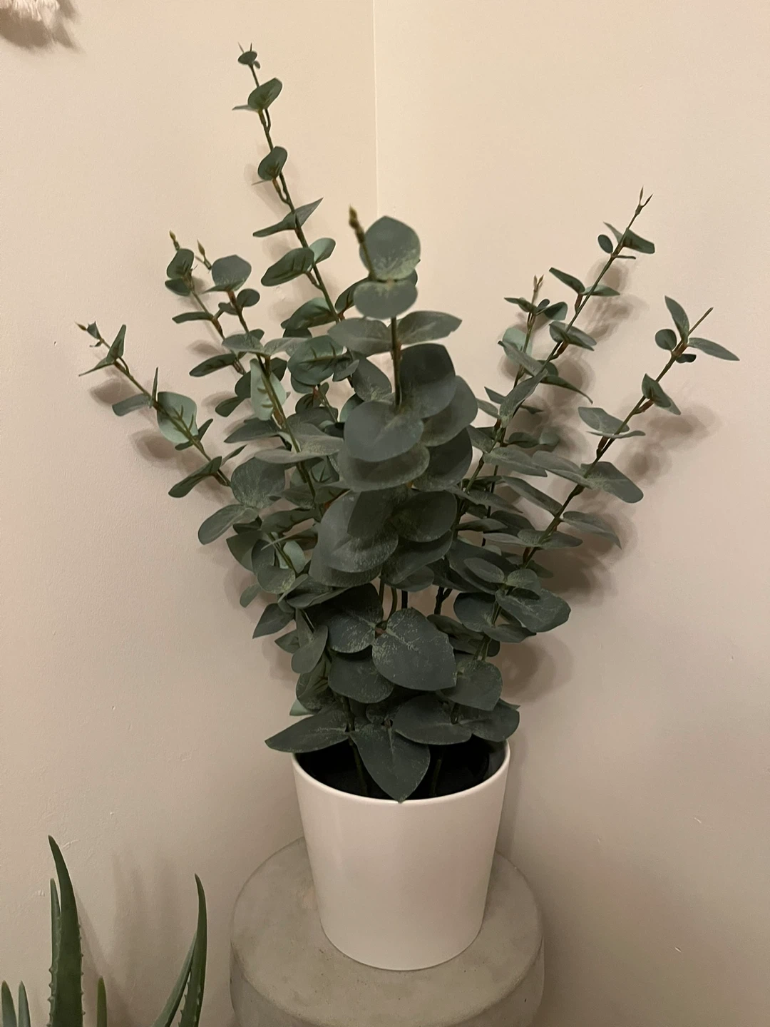 Artificial Eucalyptus Plant in White Pot