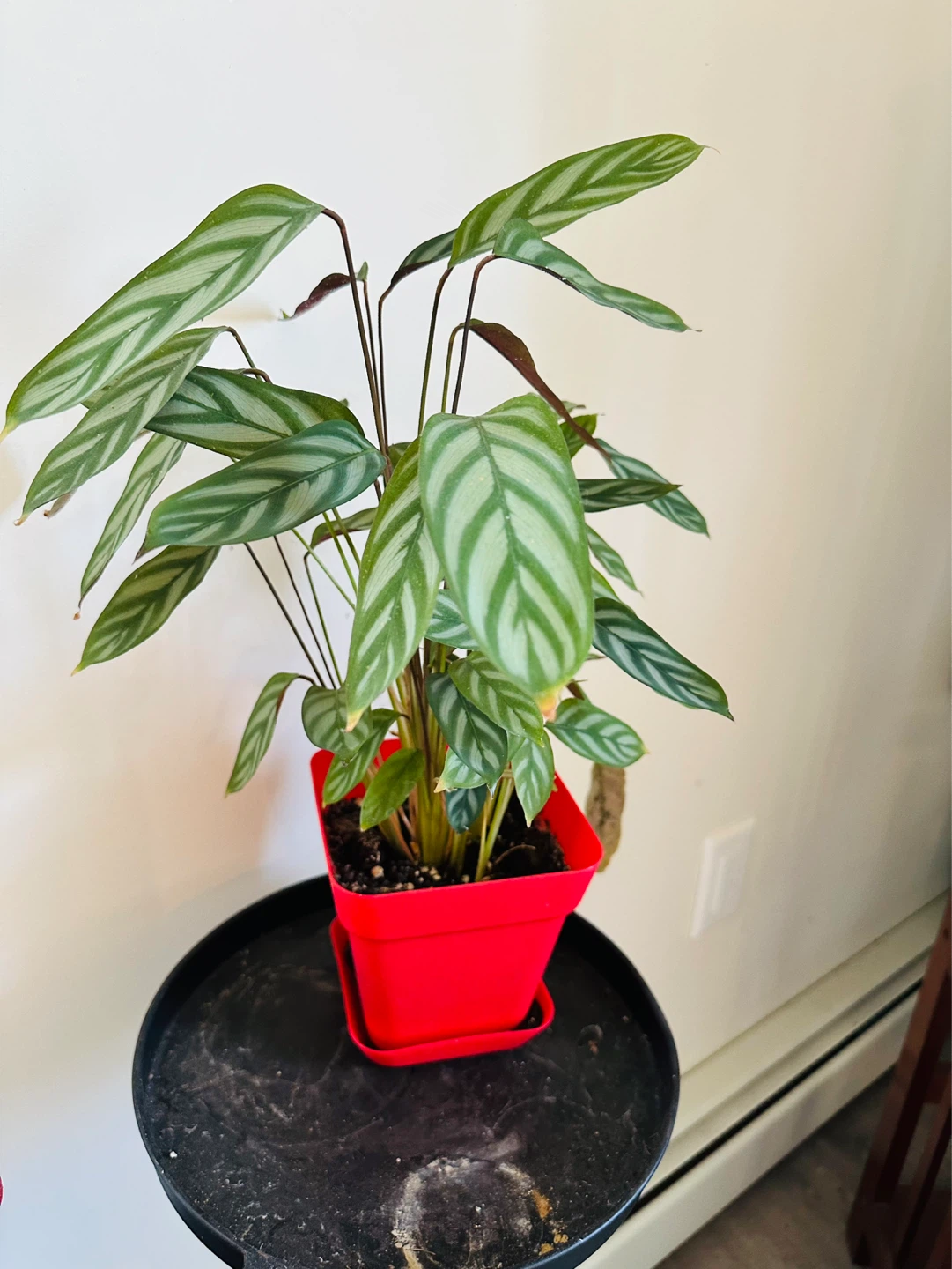 Assorted Potted Plants - photo 4