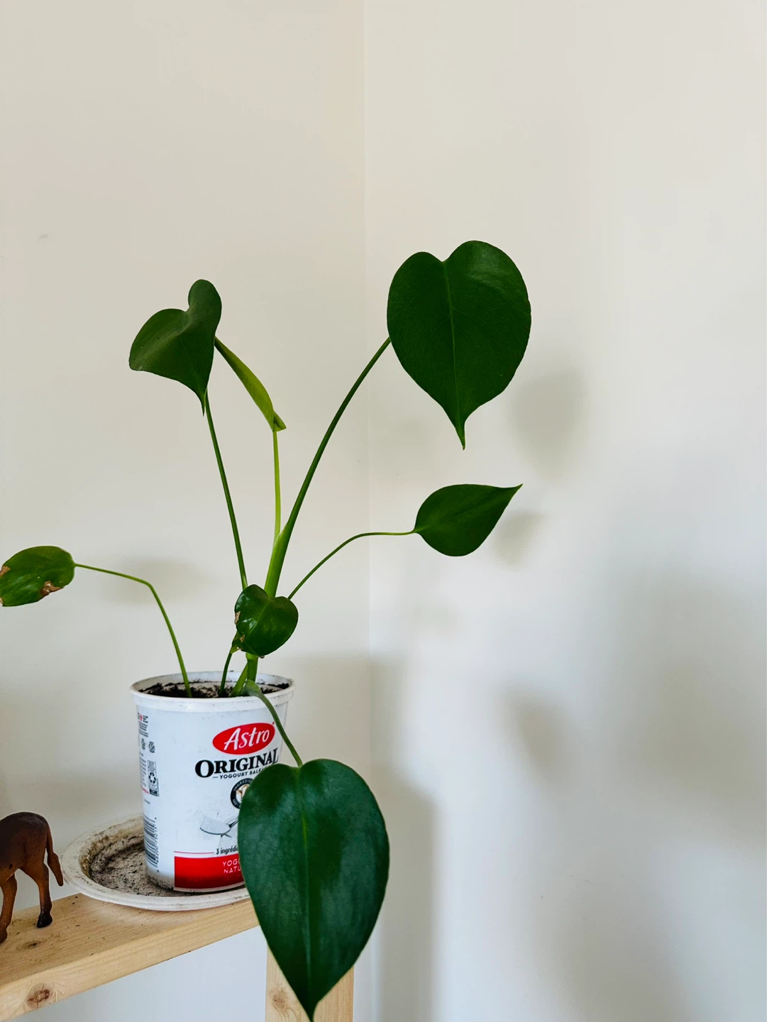 Assorted Potted Plants - photo 5