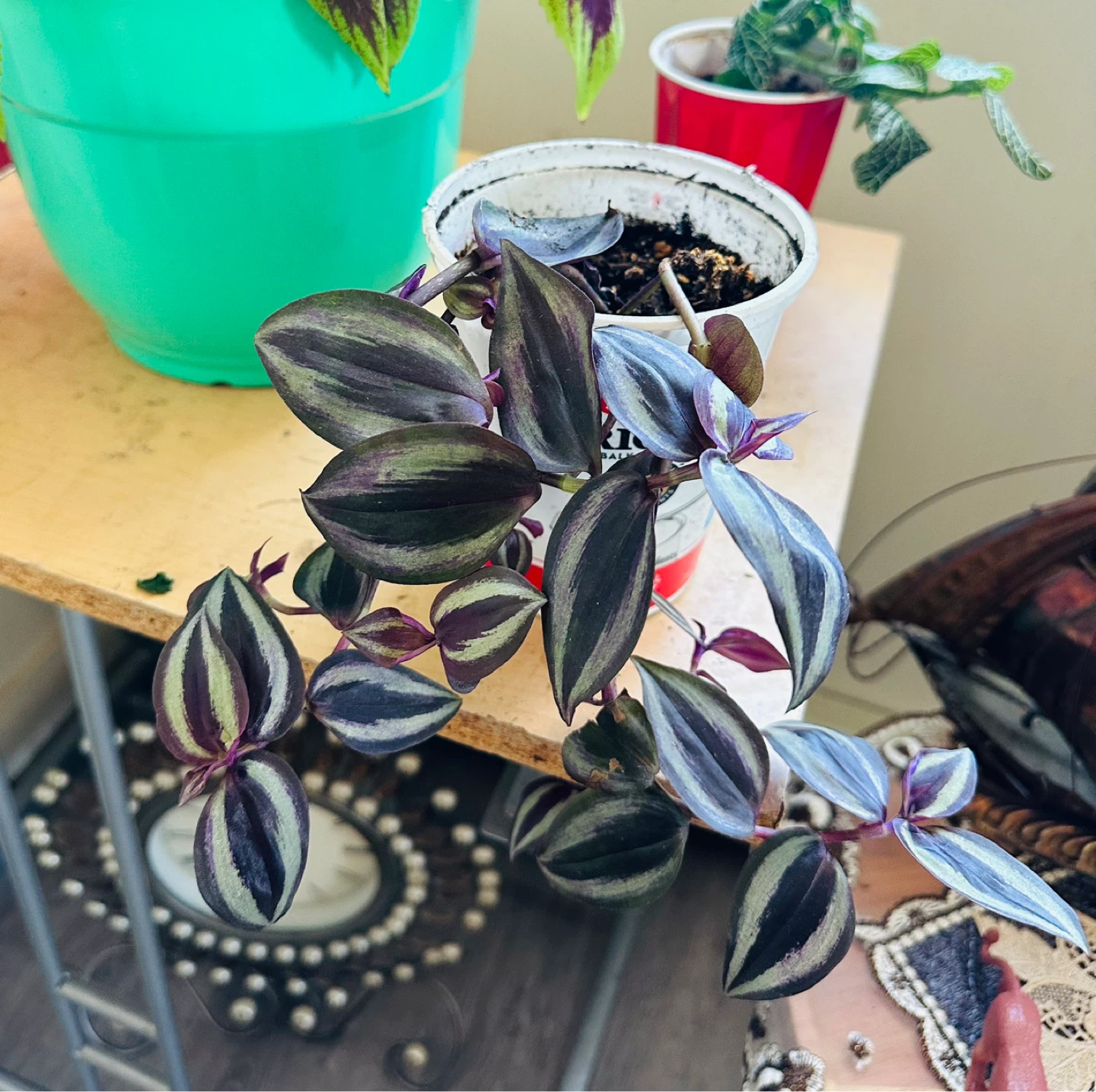 Assorted Potted Plants - photo 3