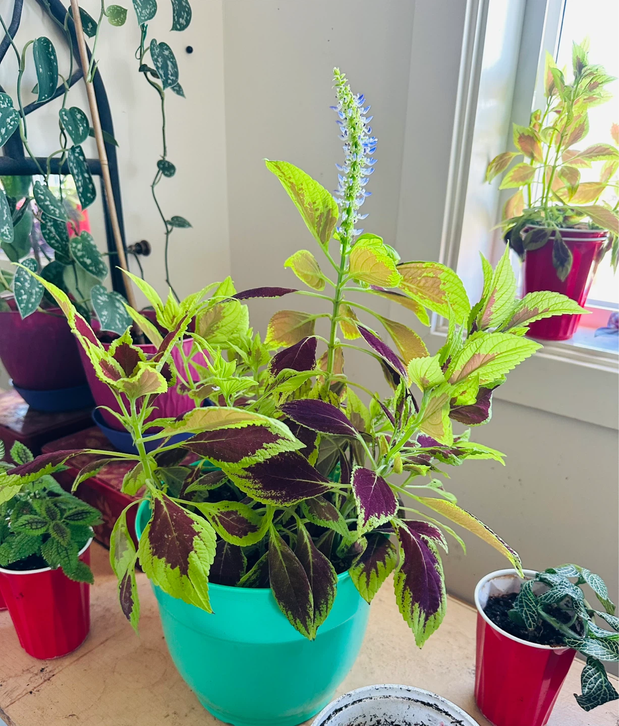 Assorted Potted Plants - photo 2