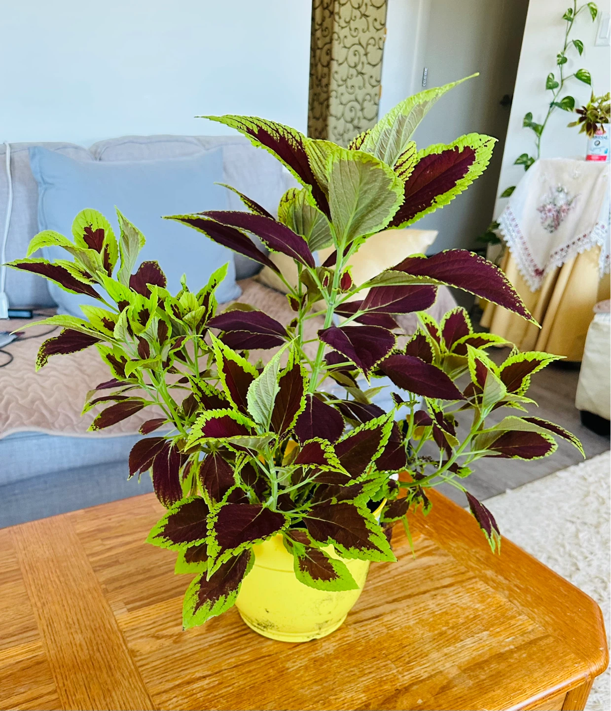 Assorted Potted Plants