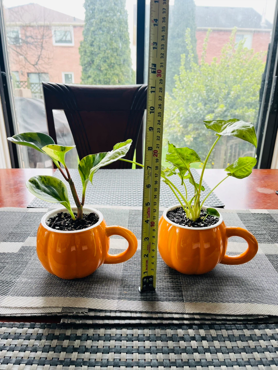 PLANT SET: Peperomia Marble and Arrowhead - photo 4