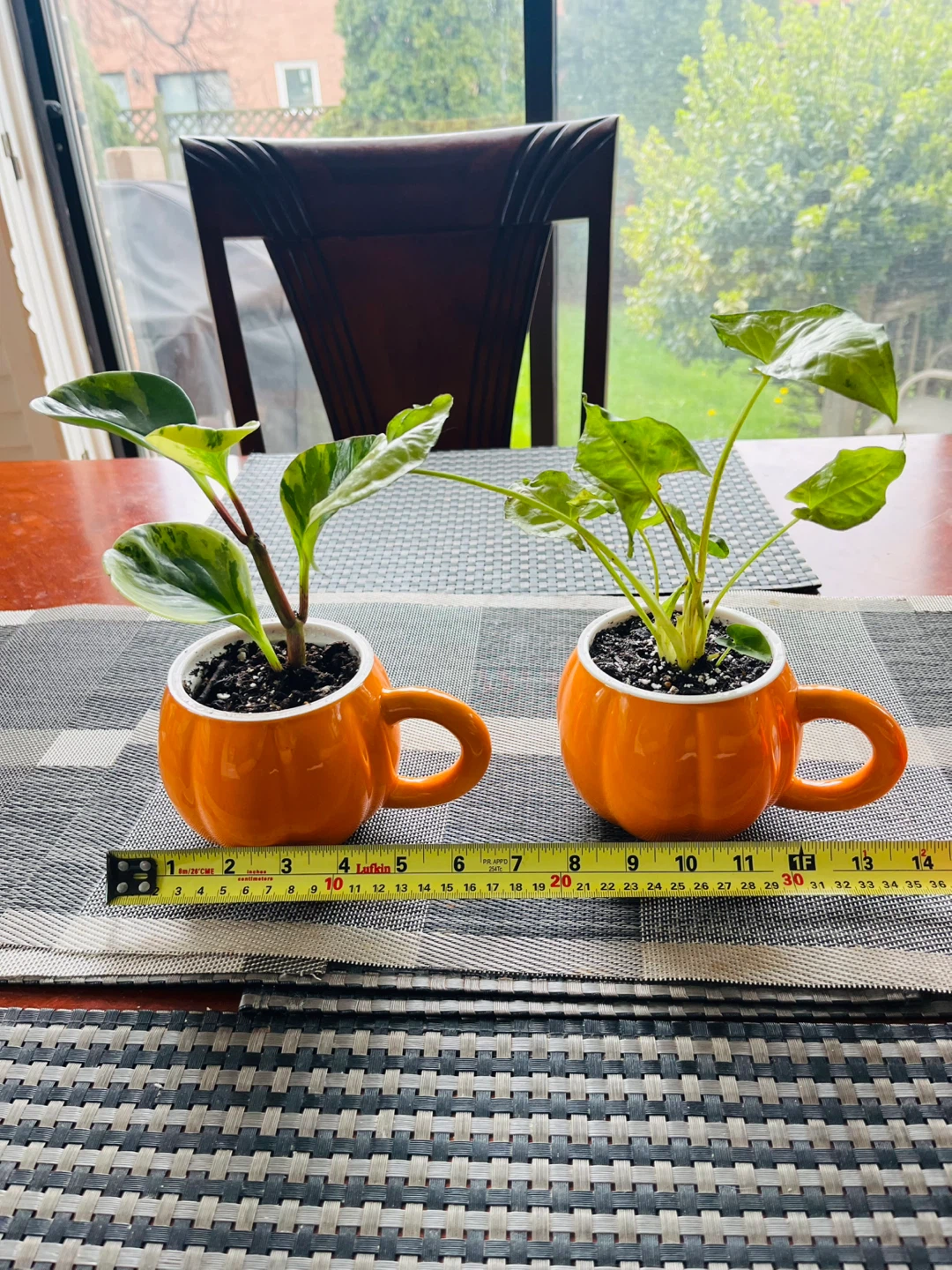 PLANT SET: Peperomia Marble and Arrowhead - photo 3
