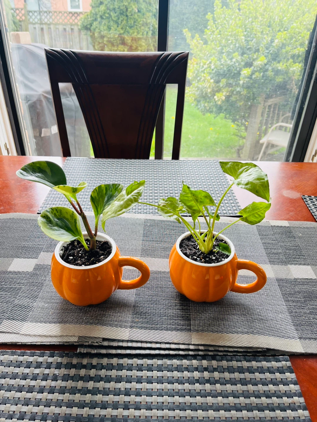 PLANT SET: Peperomia Marble and Arrowhead