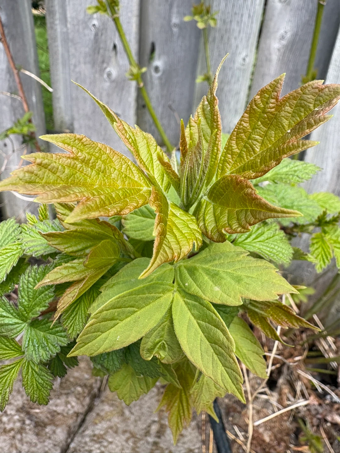 Raspberry Plant