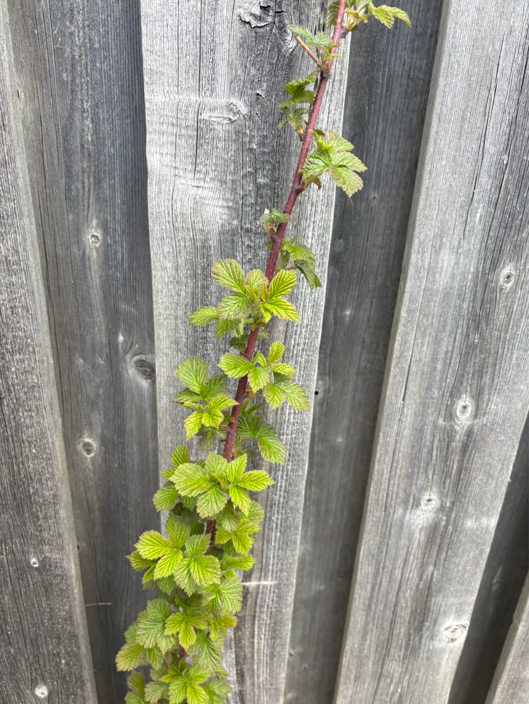 Raspberry Plant - photo 2